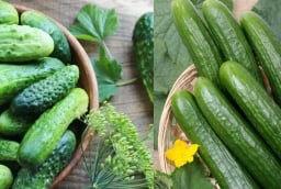 5 nhóm người nên hạn chế ăn Dưa Chuột (Dưa Leo)