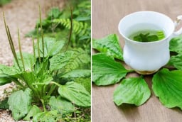 Loại lá đem đun nước uống giúp thải độc, mát gan