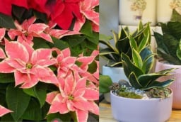 Trồng 5 Loại Cây Này Trước Nhà: rước Tài Lộc, đẹp cửa nhà, lại là 'Thần Dược' cho làn da