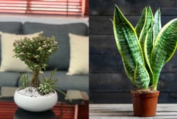 3 loại cây đặt phòng khách giúp gia chủ hút lộc tiền vào như nước, nghèo đến mấy cũng nên trồng 1 chậu
