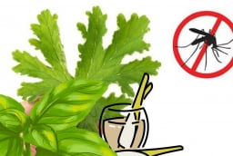  Cách đuổi muỗi tự nhiên không cần phun xịt hóa chất: An toàn – Hiệu quả – Thân thiện môi trường