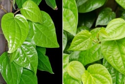 Lá trầu không là vị thuốc quý: Bác sĩ chỉ 7 bài thuốc hay từ lá trầu không