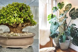 Người xưa dặn: “Lá nhỏ đón tài, lá to rước lộc”: 5 loại cây cảnh lá mang cát khí nhàn nào cũng nên trồng