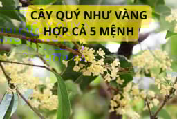 Trồng cây mộc hương trước nhà mang lại ý nghĩa phong thủy và công dụng gì?