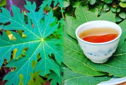 Uống nước lá đu đủ trị bệnh gì?