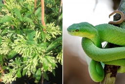 4 loại cây quen thuộc thu hút rắn, tránh trồng quanh nhà