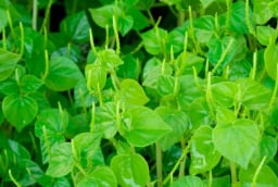 Loại rau mọc dại mang tên động vật, giàu canxi và cực kỳ bổ dưỡng
