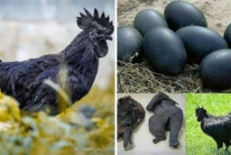 Anh nông dân Việt nuôi giống gà đen như than, trứng bán giá 1 triệu/quả vẫn liên tục cháy hàng
