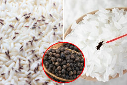 Bỏ thứ này vào thùng gạo, mọt không bao giờ xuất hiện