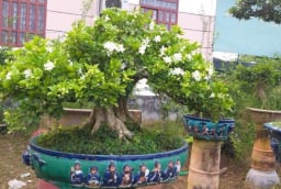 Top 4 cây cảnh thơm ngát, đặt 1 chậu nhỏ ở phòng khách cả nhà ướp hương, hút tài, chiêu lộc rất tốt