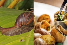 Ốc sên hoa – Đặc sản từng bị nhiều người sợ “khiếp vía”, giờ gây sốt với giá chỉ 120.000 đồng/kg