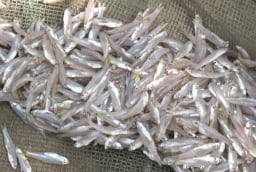 Đi chợ gặp 6 loại cá tự nhiên này mua ngay kẻo hết: Rẻ hơn thịt, bổ ngang nhân sâm tổ yến