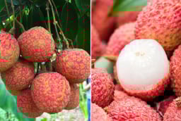 3 thực phẩm kỵ với vải, ăn chung là rước thêm bệnh vào thân