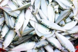 Loại cá Việt rẻ bèo được Mỹ ca tụng là ‘kho báu dinh dưỡng’ – Tốt hơn cả sâm nhung, bán đầy chợ