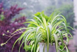 Phòng ngủ trồng 5 loại cây này tốt cho sức khỏe, đón tài lộc, tăng thêm vượng khí
