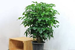 Trồng ngay 2 cây cảnh 'phát lộc' này trong phòng khách, con cháu giàu sang mãi