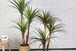 5 loại cây cảnh phong thủy mang đến nguồn năng lượng tích cực, sự thịnh vượng, an khang cho gia chủ