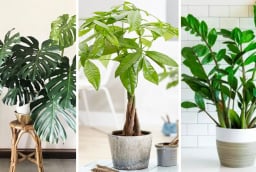 5 loại cây 'giữ của, chiêu tài' 10 nhà trồng thì 9 nhà giàu: Nhà bạn có không?