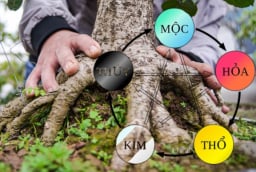 Người giàu thích trồng 5 cây này hơn hoa, có 1 cây thôi cả nhà hưởng phúc