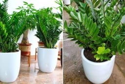 Trong nhà đặt cây kim tiền ở vị trí này là tốt nhất, chỉ cần 1 là tài lộc đến ào ào