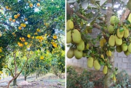 4 loại cây phong thủy 'hút lộc' tromg sân: Cây còn tài lộc còn, chặt mất là dại
