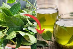 Mẹo pha trà tươi: Nước xanh, không chát, để lâu không bị đỏ nước