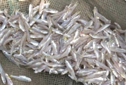 6 loại cá tự nhiên giá rẻ bổ dưỡng như nhân sâm, tổ yến: Gặp là mua ngay kẻo hết