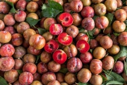 Mẹo bảo quản quả mận tươi lâu, giòn cả tháng không phải ai cũng biết