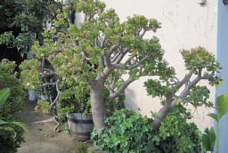 Nhiều gia đình giàu có rất thích trồng 1 cây cảnh này trong nhà để làm 'vật gia bảo', trấn ải trong phòng khách
