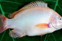 Gặp 6 loại cá này ở chợ phải mua ngay: Cá tự nhiên giá rẻ, bổ hơn cả tổ yến nhân sâm
