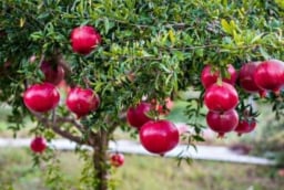 6 loại cây ăn quả trồng quanh nhà càng lâu càng phát tài, hút lộc về cho gia chủ, càng trồng càng vượng