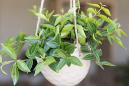6 loại cây phong thủy giúp dưỡng người, trấn trạch, mang lại may mắn và bình an