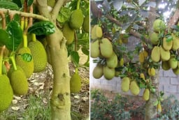 Vì sao trồng cây mít trước nhà không tốt?