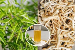 Tác dụng của nước rễ đinh lăng: Có 3 nhóm người không nên sử dụng