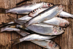 Loại cá vừa rẻ giàu DHA, được ví là 'cá hồi cho người nghèo': Chợ Việt bán nhiều