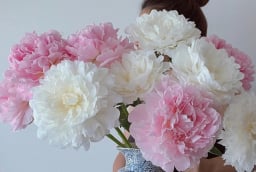 Đặt ở góc nhà 2 loài hoa này, trời phú cho đặc tính “phú quý, cát tường, thịnh vượng và hạnh phúc”