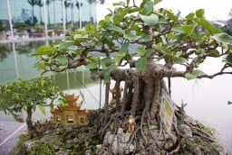 Nhà giàu không bao giờ trồng 5 loại cây phong thủy này, vừa tiêu tán tài lộc, vừa rước bệnh