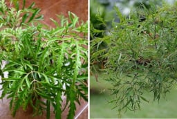 Vị trí tốt nhất trồng cây Đinh Lăng giúp Trấn Giữ Của Cải, thu hút Tiền Tài cực đỉnh