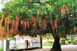 Người thuộc 2 mệnh này trồng cây lộc vừng là có lộc, gia đạo hưng thịnh