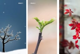 Quiz: Chọn 1 cành cây mùa đông tiết lộ điều bạn cần tập trung để nâng cấp bản thân trong năm 2026