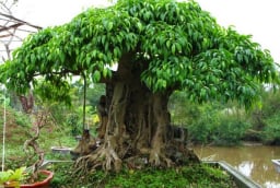 3 loại cây tránh đặt ở lối vào, để ngôi nhà hài hòa và mang năng lượng sống tích cực