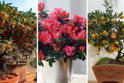 4 loại cây cảnh giới thượng lưu âm thầm trồng trong nhà: Kích hoạt tài lộc, thịnh vượng bền vững