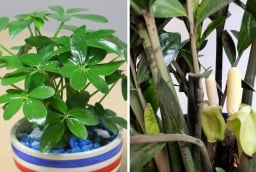 Năm 2026 nên trồng cây gì trước nhà để thu hút may mắn, tiền tài?