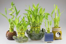 3 loại cây cảnh này, bất kỳ gia đình nào trong năm mới cũng nên trồng để thu hút tài lộc