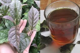 Cách uống nước xạ đen ổn định đường huyết, giảm mỡ máu