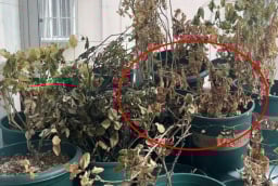 3 thứ 'không may mắn' này dù thế nào cũng tuyệt đối không nên để trong nhà