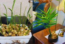 Người thuộc 2 mệnh này trồng gừng phong thủy cực hợp, dễ phát tài to