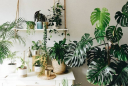 3 cây cảnh lá lớn được coi là 'Hot Trend' của năm 2026, tràn đầy hơi thở nhiệt đới, chiêu tài, cầu may