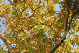 Người xưa truyền lại: 3 cây cảnh trồng trong nhà phúc khí ổn định, gia đình giàu sang