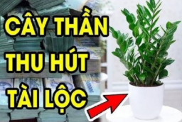 Dân buôn bán cực chuộng 3 cây cảnh này: Vừa “hút” tiền tài, vừa giúp gia chủ khỏe lên trông thấy